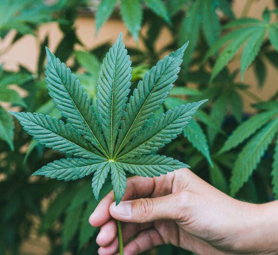 Is CBD the Miracle Cure?